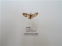 藏品(斑腹鹿蛾)的圖片